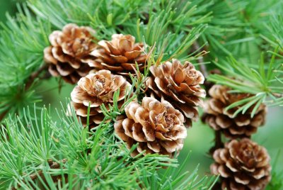 Larix kaempferi, leptolepsis - modřín japonský - šišky